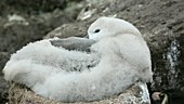 Black browed albatross