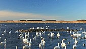 Whooper swans