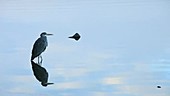 Grey heron