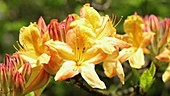 Azaleas