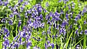 Bluebells