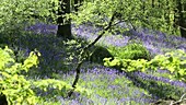 Bluebells