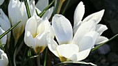 Cultivated crocuses