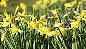 Wild daffodils