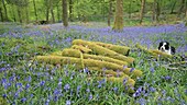 Bluebells