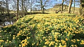 Wild daffodils