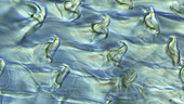 Limpet radula, microscope view
