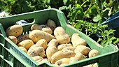 Potato crops