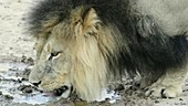 Black-maned lion drinking