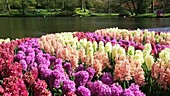 Hyacinth display