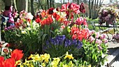 Keukenhof gardens