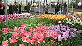 Keukenhof gardens