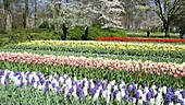 Keukenhof gardens