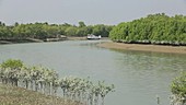 Mangroves