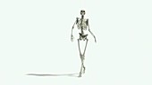 Human skeleton on a catwalk, animation