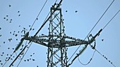 Starlings on pylon