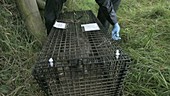 Vaccinating a badger