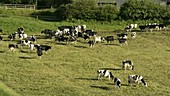 Cows in field