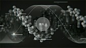 DNA molecule, animation