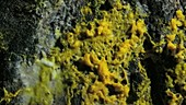 Slime mould moving, timelapse