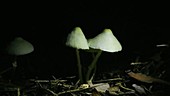 Coprinus mushrooms