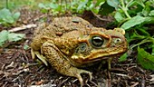 Cane toad sitting on ground