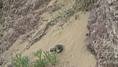 Sand martins nesting