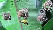 Weaver finches and their nests