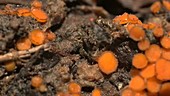 Springtail among cup fungi