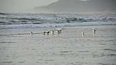 Sanderling feeding on shoreline