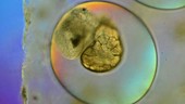 Mud snail embryo