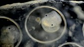 Mud snail embryos