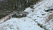 Farmer gathering sheep