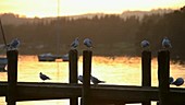 Black headed gulls