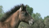 Camargue horse in breeze