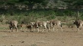 Oryx walking