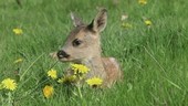 Roe deer fawn in grass