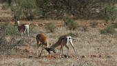 Gazelles fighting