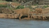 African elephant