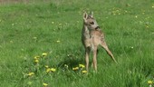 Roe deer fawn in meadow