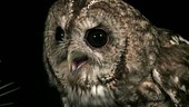 Eurasian tawny owl headshot