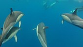 Common dolphins underwater