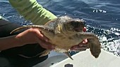 Person holding sea turtle