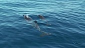 Spotted dolphins at surface