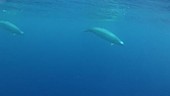 True's beaked whale underwater