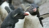 Rock hopper penguins