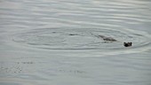 Otter swimming in water