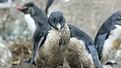 Penguins preening themselves