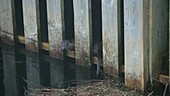 Otters behind fence
