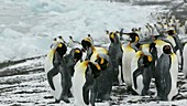 King penguins by water